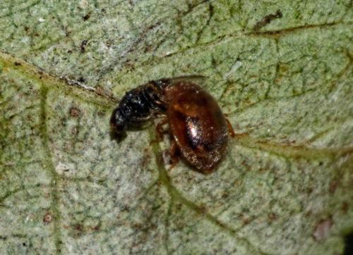 Réf. 330 418 : Rhyzobius chrysomeloides